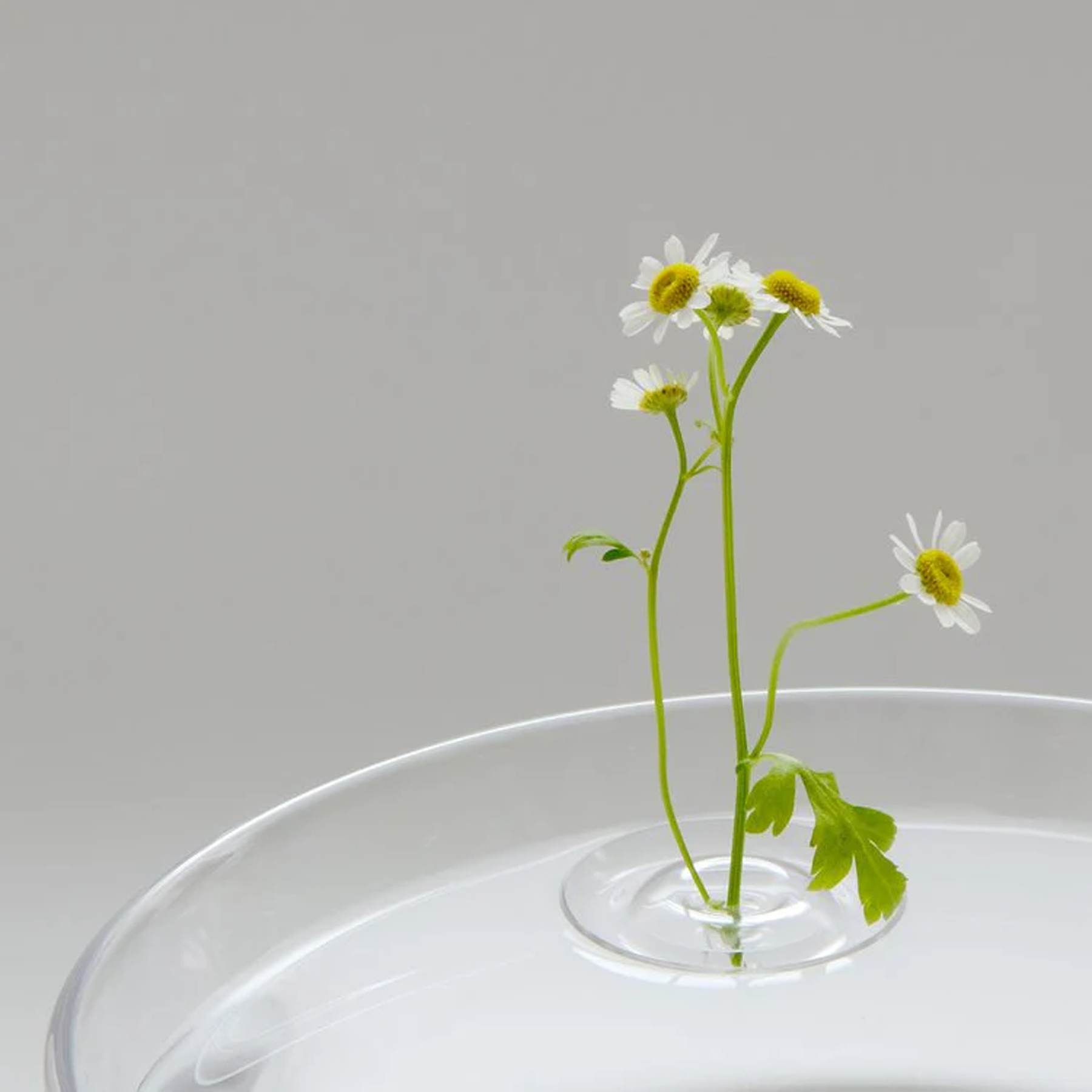 Ripple Floating Vase